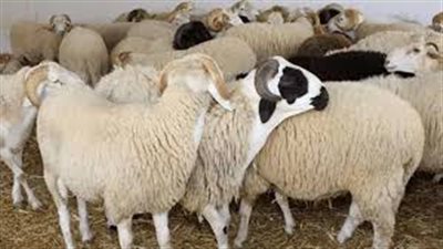 غدا.. التموين تطلق شوادر الأضاحي وتوفر لحوم وسلع غذائية بأسعار تنافسية