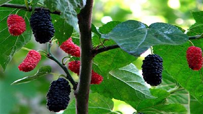 احذر التوت في هذه الحالة.. قد يسبب نزلة معوية حادة