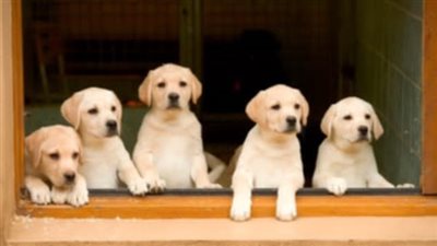 رفاهية بلا حدود.. شنغهاي تفتتح أول جيم لتعزيز صحة ولياقة الكلاب