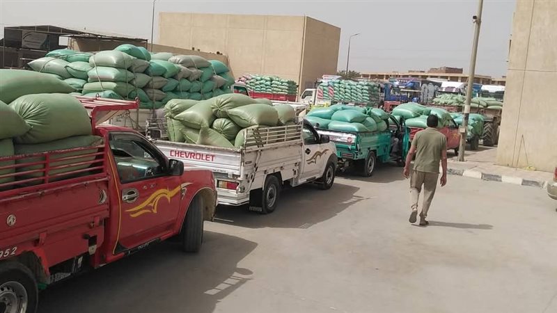توريد محصول القمح