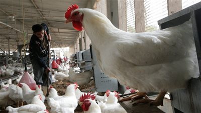 تراجع طفيف في أسعار الفراخ اليوم.. وشعبة الدواجن تؤكد: لا أزمة بالأسواق