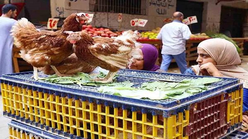 سوق الدواجن في مصر