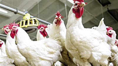 استقرار نسبي فى أسعار الفراخ والبيض بالأسواق اليوم الجمعة