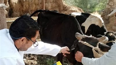 بيطري الشرقية: تحصين أكثر من 745 ألف رأس ماشية ضد الحمى القلاعية 