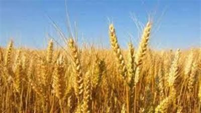 «التموين»: ارتفاع كميات القمح الموردة بـ200 ألف طن عن الموسم الماضي 