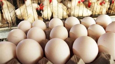 ثبات في أسعار البيض اليوم الجمعة..وكرتونة الأبيض تتراوح بين 113 و119 جنيهًا