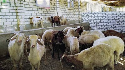 بأسعار تبدأ من ٢٥٠ جنية للكيلو.. انطلاق فعاليات معارض «أهلًا بالعيد»