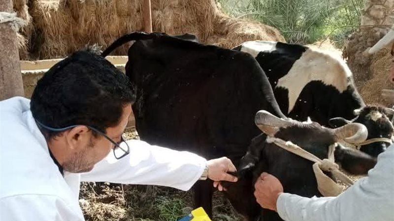 الشرقية