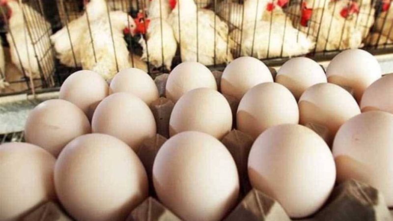 أسعار البيض