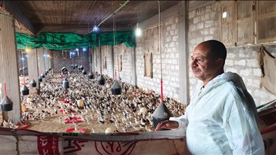 «الزراعة»: تحصين أكثر من 4.5 مليون طائر منذ بداية 2025