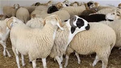 التموين تعلن بدء افتتاح 21 شادراً رئيسياً لبيع الخراف في المحافظات