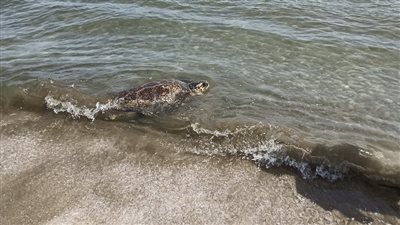 احتفالا باليوم العالمي للتنوع البيولوجي.. إطلاق سراح السلحفاة Dera ببورسعيد