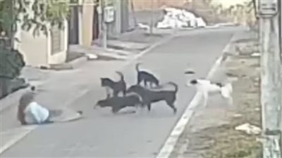 هجوم الكلاب الضالة في دمياط يثير الذعر.. سيدة تسقط ضحية في الشارع