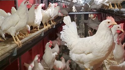 وزير الزراعة يحسم الجدل بشأن فيروس الدواجن ويكشف عن مفاجأة