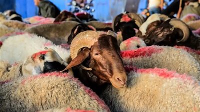 «ارتفاع غير مسبوق».. أسعار لحوم الأضاحي 2025 قبل العيد (اعرف كافة التفاصيل)