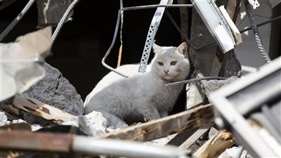 بعد زلزال في القاهرة.. هل تستطيع الحيوانات التنبؤ بالكوارث الطبيعية؟