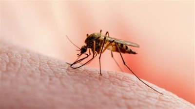 بدلاً من قتل الناموس هنعالجه من الملاريا .. علماء يوضحون