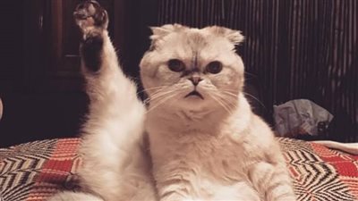 تمتلكها فنانة شهيرة ولديها ثروة كبيرة.. تعرف على أغنى قطة في العالم 