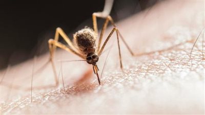 لأول مرة داخل المملكة المتحدة.. فيروس غرب النيل يصل بريطانيا