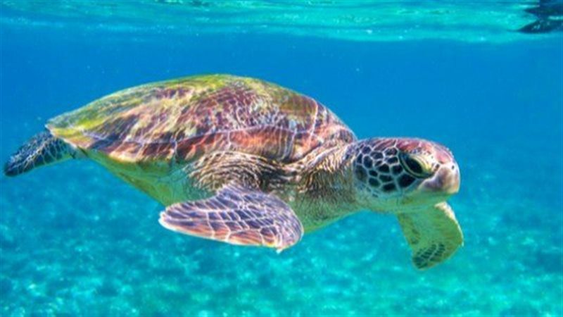 اليوم العالمي للسلاحف