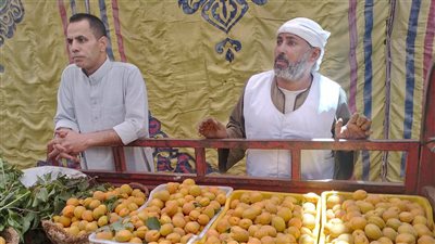 قرية العمار.. عاصمة المشمش المصرية تحلم بمصنع ينقذ الثروة ويصنع المستقبل |صور