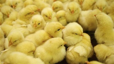 رئيس «شعبة الدواجن»: تكلفة الكتكوت 20 جنيهًا وارتفاع الأسعار مبالغ فيه|فيديو