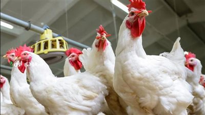 ارتفاع جديد في أسعار الفراخ البيضاء والبلدي بالأسواق..الكيلو يصل إلى 135 جنيها