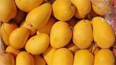 مصلحة الجمارك: لم نصدر بيانات عن المانجو في 2024                        