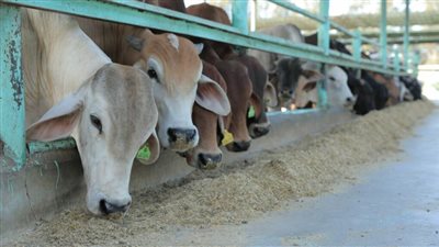 بالتقسيط..  تفاصيل تمول صكوك الأضاحي للعملاء داخل البنوك 