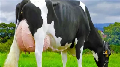 هل تجزئ أضحية 