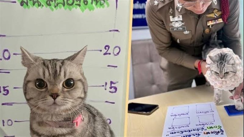 القطة المقبوض عليها