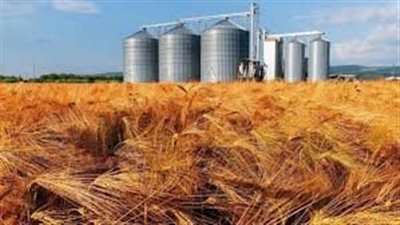 محافظ بني سويف: توريد 217.5 ألف طن قمح بالصوامع حتى الآن 