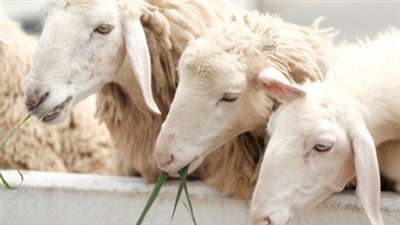 العقيقة عن المولود الذكر.. هل تكفي شاة واحدة؟ دار الإفتاء المصرية توضح الحكم ا