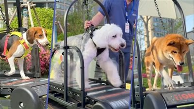 يهتم بالصحة النفسية والجسدية للحيوانات.. الصين تطلق أول جيم للحيوانات الأليفة 