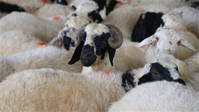 هل يجوز التصدق بكامل الأضحية دون أكلٍ منها؟ دار الإفتاء توضح 