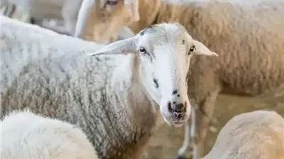 ما حكم الأخذ من الشعر والأظافر لمن أراد الأضحية؟ دار الإفتاء توضح