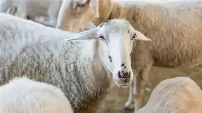 هل تجوز الأضحية إذا كان عيب؟.. دار الإفتاء توضح الحكم