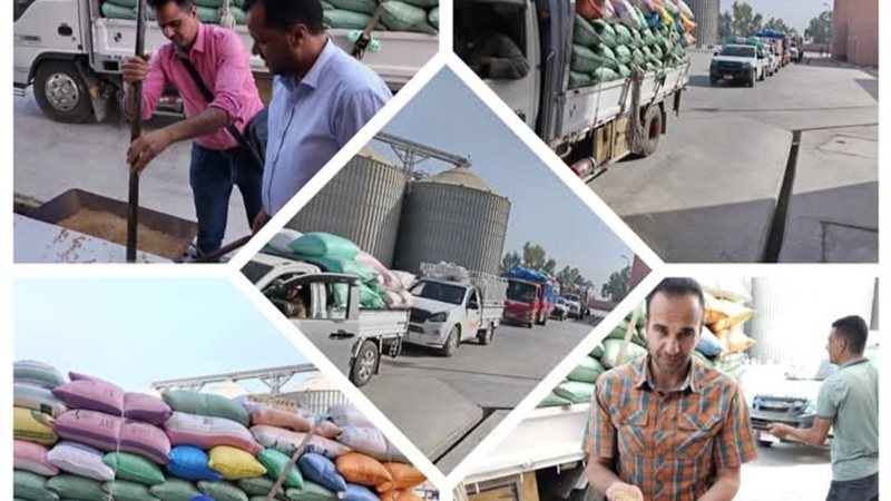 إنتظام توريد القمح