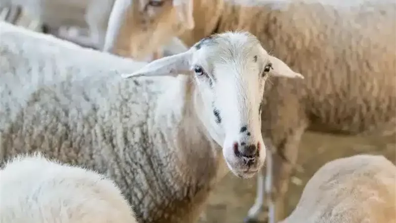 الاضحية