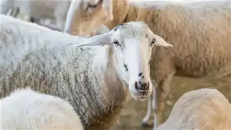 الاضحية