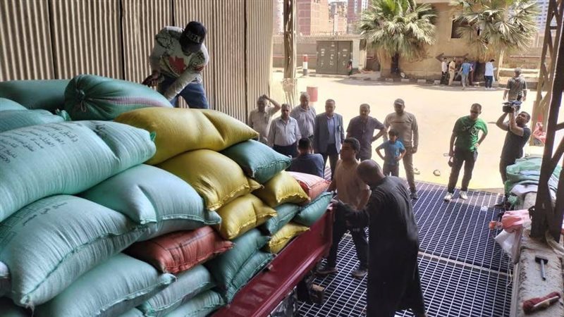 جانب من توريد القمح
