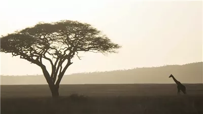 ثاني أكبر قارة.. حقائق مثيرة حول إفريقيا في يومها العالمي