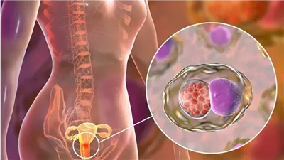 1500 حالة سنويًا.. طبيب أورام يحذر من تفشى سرطان عنق الرحم بين السيدات