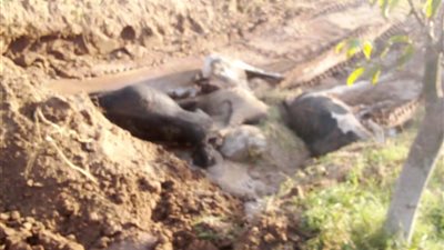 بسبب مبيد سام ..  نفوق جماعي للماشية بإحدى المزارع في سرابيوم بالإسماعيلية