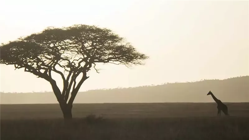 يوم أفريقيا العالمي