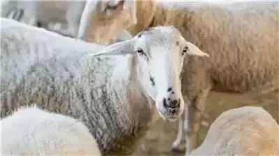 كم تبقى على عيد الأضحى؟ تعرف على موعد الوقفة وأول أيام العيد