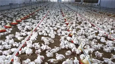 رسالة طمأنة.. شعبة الدواجن تكشف موقف الأسعار من زيادة الكهرباء