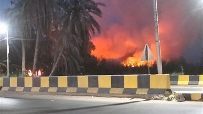 اندلاع حريق في حشائش الحلفا بجوار شريط السكة الحديد ببني سويف