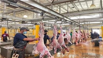 القاهرة ترفع درجة الاستعداد القصوى بـ7 مجازر حكومية في عيد الأضحى