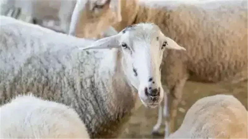 أضحية العيد